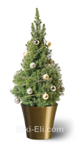 Ель Коника "Сочельник" в кашпо, фото