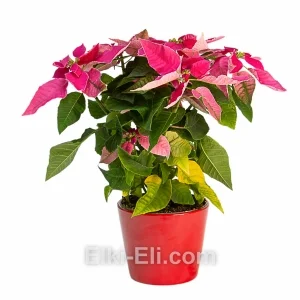 Пуансеттия розовая в керамическом кашпо, фото