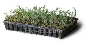 Можжевельник обыкновенный Арнольд (мультиплата), фото