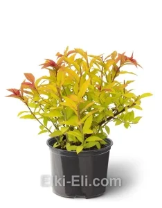 Спирея японская Goldflame, фото