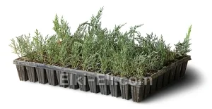 Кипарис крупноплодный Голдкрест Вильма (мультиплата), фото