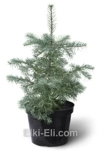 Пихта Конколор (одноцветная), живое новогоднее дерево в емкости (горшке), фото
