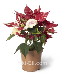 Пуансеттия (красная с белыми пятнами), фото