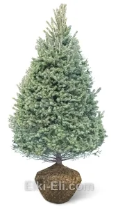 Ель канадская сизая, фото