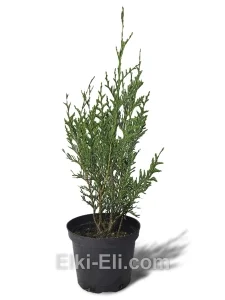 Туя складчатая Atroverens в горшке, фото