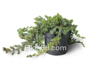 Можжевельник прибрежный Blue Pacific в горшке, фото