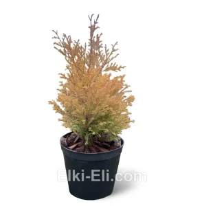 Туя Рейнхольд Настольная, фото