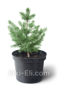 Ель колючая зелёная настольная, фото