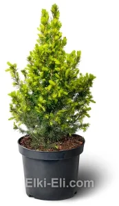 Ель Канадская December настольная, фото