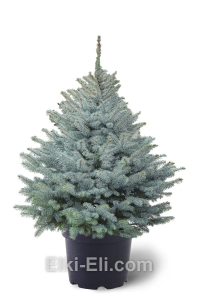 Ель колючая Эдит в горшке, в емкости, фото