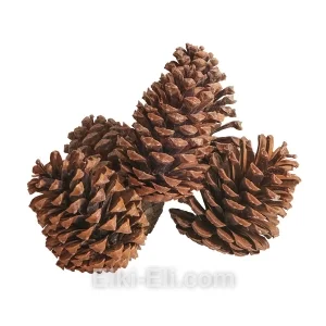 Шишка сосны марианны, фото