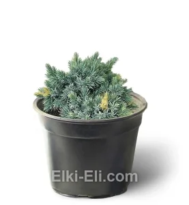 Можжевельник чешуйчатый Floreant в горшке, фото