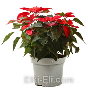 Пуансеттия (красная), фото Пуансеттия (красная), фото