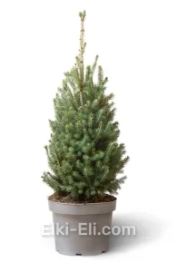 Ель Канадская Super Green в горшке 0,4-0,6 м, фото