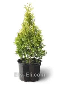 Туя западная Мария в горшке, фото
