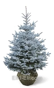 Ель колючая глаука (голубая), живое новогоднее дерево для высадки, фото

