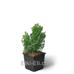 Кипарисовик тупой Nana Gracilis в горшке, фото