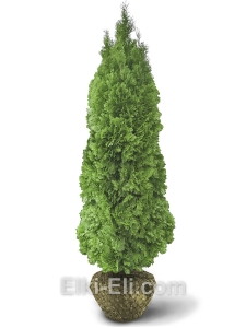 Туя западная Смарагд, фото