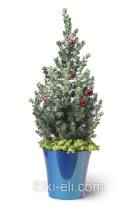 Премиум Ель Коника, фото