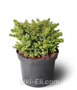 Ель европейская Little Gem в горшке, фото
