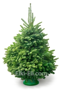 Пихта Кавказская, фото