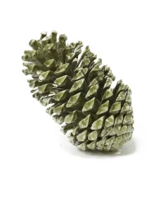 Крупная сосновая шишка (зеленая), фото