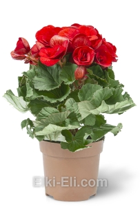 Бегония, фото