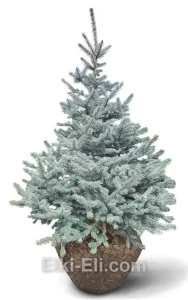 Ель колючая Фат Альберт, живое новогоднее дерево для высадки, фото
