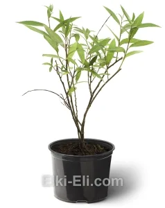 Ива шаровидная, фото