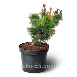 Сосна горная Lilliput (Лилипут) в горшке, фото