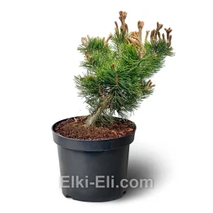 Сосна горная Lilliput (Лилипут) в горшке, фото