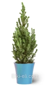 Ель Коника (Ель сизая), живое новогоднее подарочное дерево в декоративном кашпо (цвет:синий), фото
