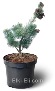 Сосна мелкоцветковая Negishi (Негиши) в горшке, фото