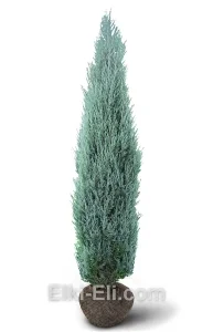 Можжевельник скальный блю эрроу, живое новогоднее дерево для высадки, фото