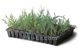 Можжевельник высокий (мультиплата), фото