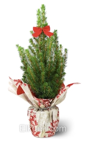 Ель Коника подарочная "Снежинка", фото