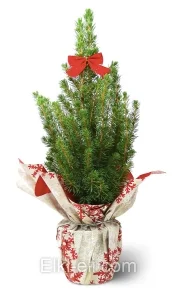 Ель Коника подарочная "Снежинка", фото