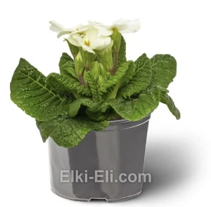 Примула белая, фото