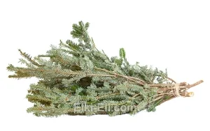 Лапник Пихты Фразера, фото