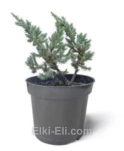 Можжевельник китайский Blue Alps в горшке, фото