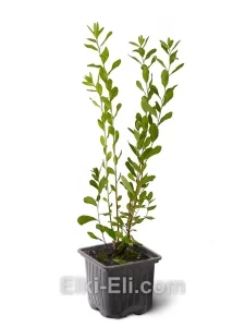 Спирея Билларда, фото