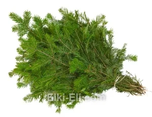 Лапник Пихты Сибирской для украшения, фото