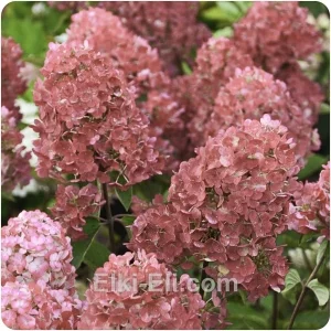 Гортензия метельчатая Самарская Лидия, фото