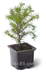 Криптомерия японская Элеганс Виридис, фото