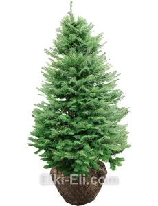 Лжетсуга мензиса, дугласова, живое новогоднее дерево для высадки, фото