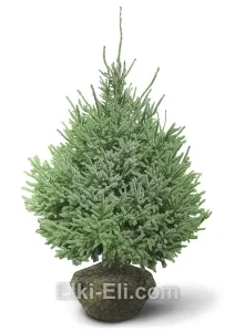 Ель Чёрная, фото