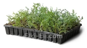 Туя западная Глобоза (мультиплата), фото