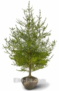 Сосна Банкса, фото