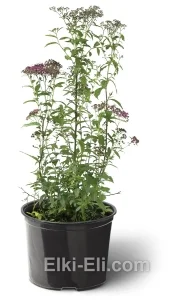 Спирея японская Anthony Waterer, фото