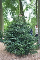 Датская елка ширококонической формы